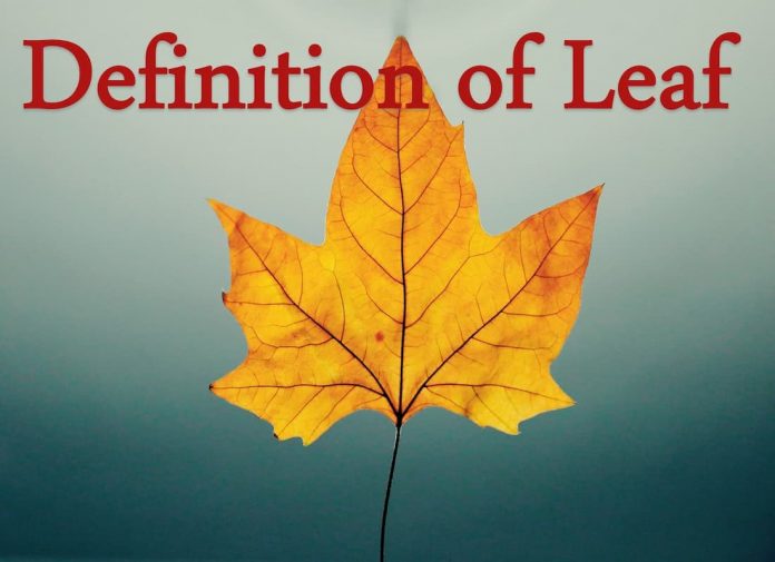 leaf-definition-of-leaf-pdf-free-download-quran-mualim