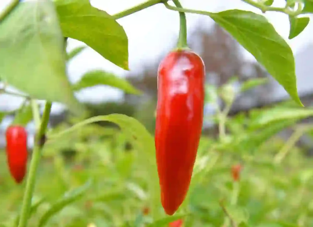 where to buy thai chili peppers, thai chili peppers where to buy,where to buy thai chili peppers near me, thai chili peppers where to buy, where to buy fresh thai chili peppers near me, thai chili pepper where to buy,where to buy thai chili peppers near me