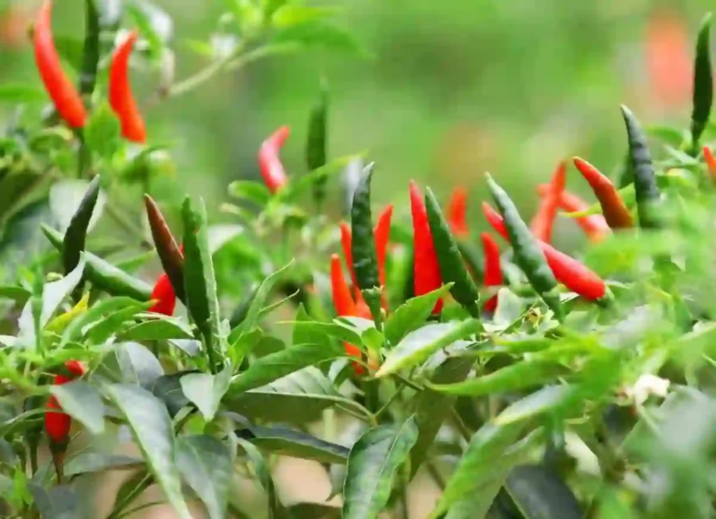 where to buy thai chili peppers, thai chili peppers where to buy,where to buy thai chili peppers near me, thai chili peppers where to buy, where to buy fresh thai chili peppers near me, thai chili pepper where to buy,where to buy thai chili peppers near me