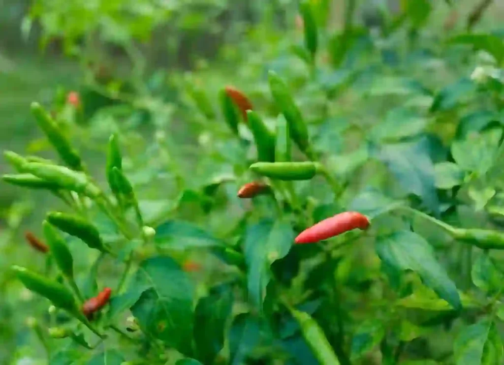 where to buy thai chili peppers, thai chili peppers where to buy,where to buy thai chili peppers near me, thai chili peppers where to buy, where to buy fresh thai chili peppers near me, thai chili pepper where to buy,where to buy thai chili peppers near me