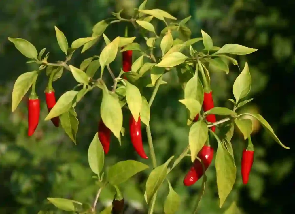 where to buy thai chili peppers, thai chili peppers where to buy,where to buy thai chili peppers near me, thai chili peppers where to buy, where to buy fresh thai chili peppers near me, thai chili pepper where to buy,where to buy thai chili peppers near me