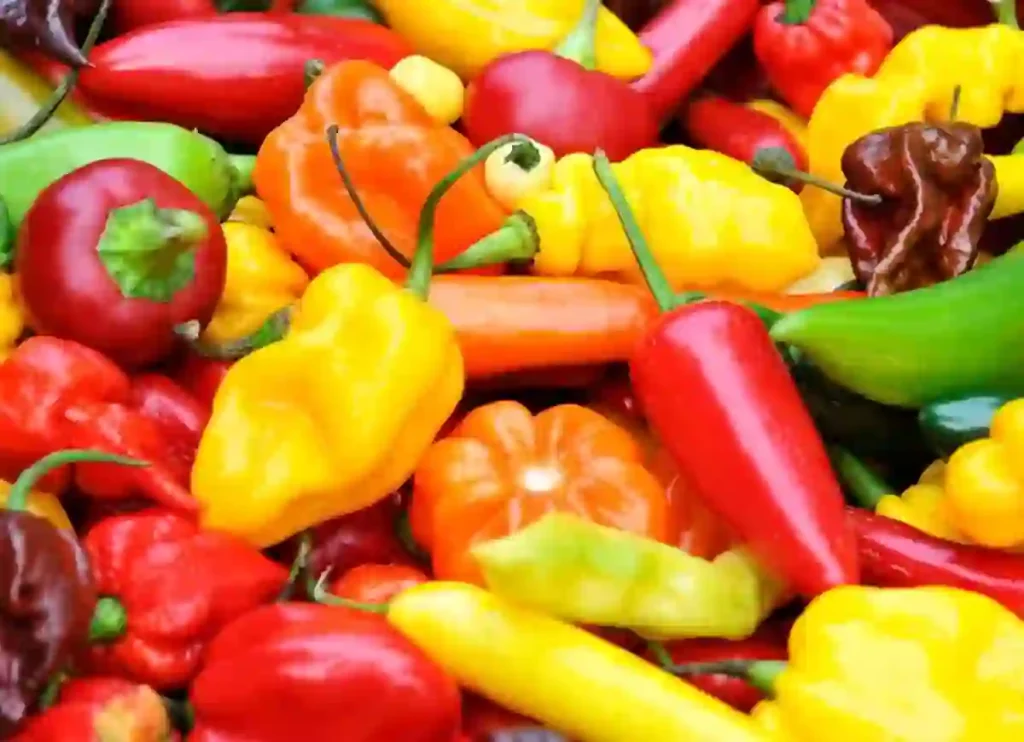 where to buy thai chili peppers, thai chili peppers where to buy,where to buy thai chili peppers near me, thai chili peppers where to buy, where to buy fresh thai chili peppers near me, thai chili pepper where to buy,where to buy thai chili peppers near me