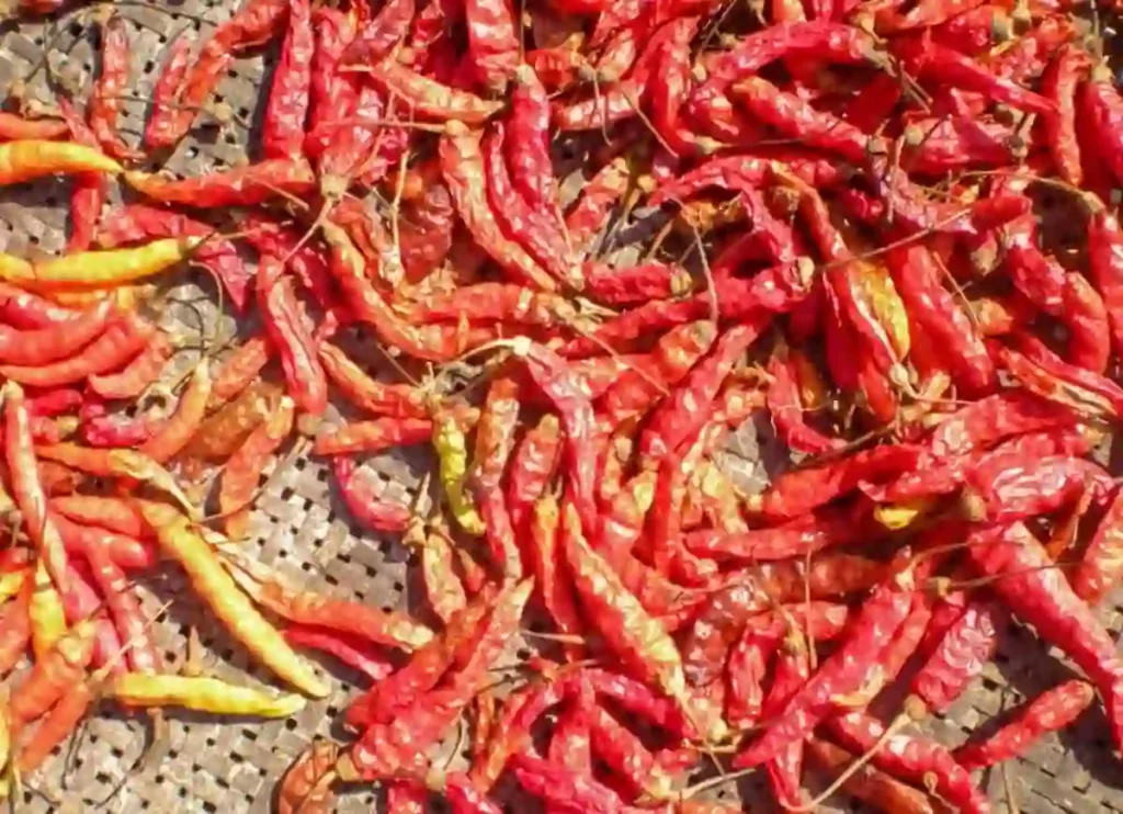 where to buy thai chili peppers, thai chili peppers where to buy,where to buy thai chili peppers near me, thai chili peppers where to buy, where to buy fresh thai chili peppers near me, thai chili pepper where to buy,where to buy thai chili peppers near me