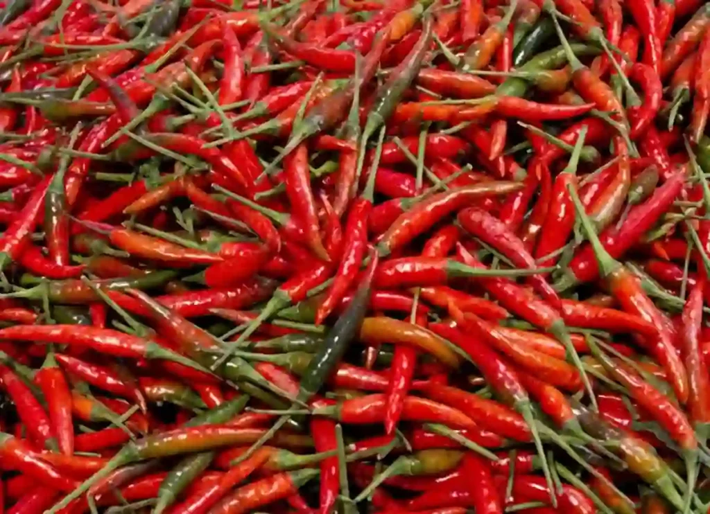 where to buy thai chili peppers, thai chili peppers where to buy,where to buy thai chili peppers near me, thai chili peppers where to buy, where to buy fresh thai chili peppers near me, thai chili pepper where to buy,where to buy thai chili peppers near me