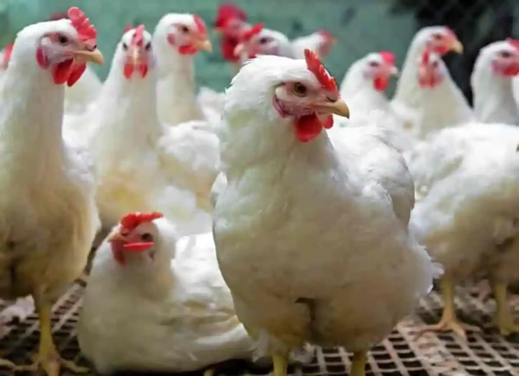 bismillah halal live poultry, now bismillah, bismillah chicken, bismi allah farms, bismillah live poultry, bismillah poultry, halal chicken poultry, bismillah halal chicken