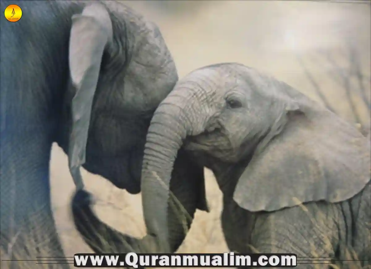 Can You Eat Elephant Meat? What You Need To Know - Quran Mualim