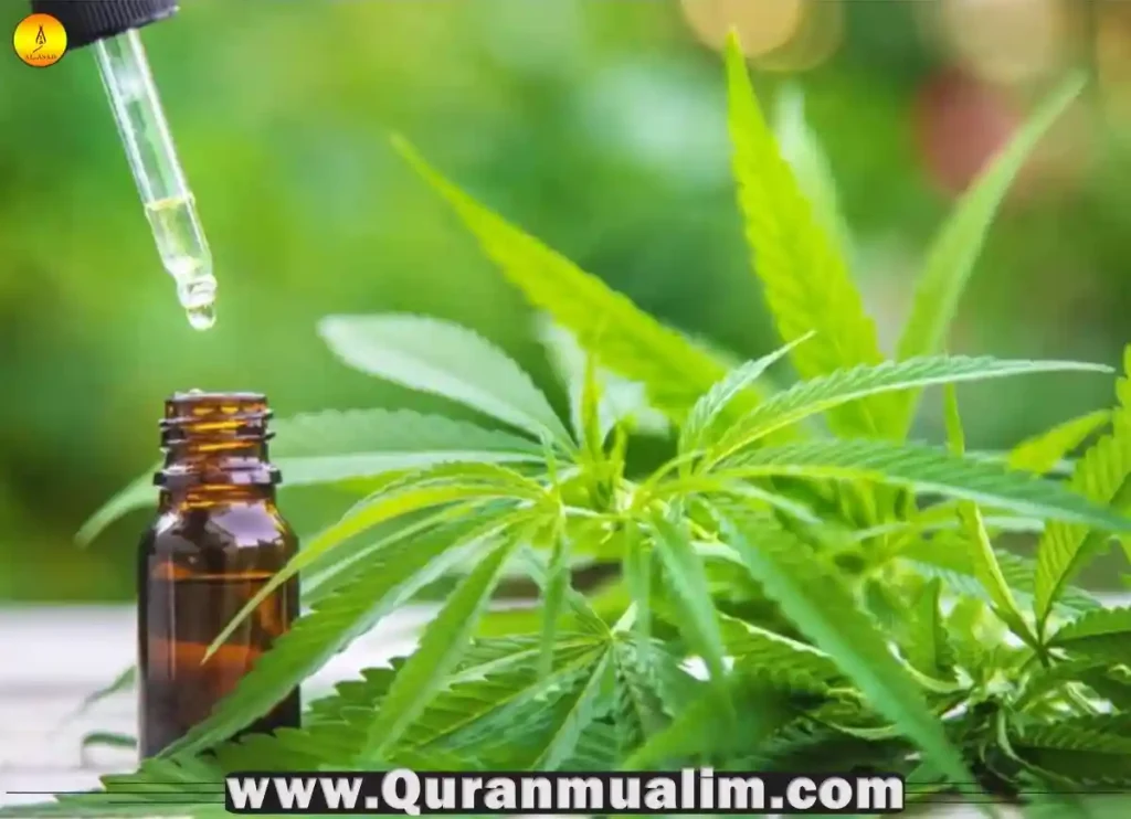 is cbd halal,is cbd oil halal,is cbd gummies halal,is cbd drink halal,is cbd halal hanafi