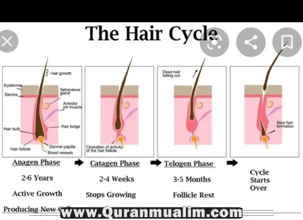 is-it-haram-to-shave-your-legs-quran-mualim