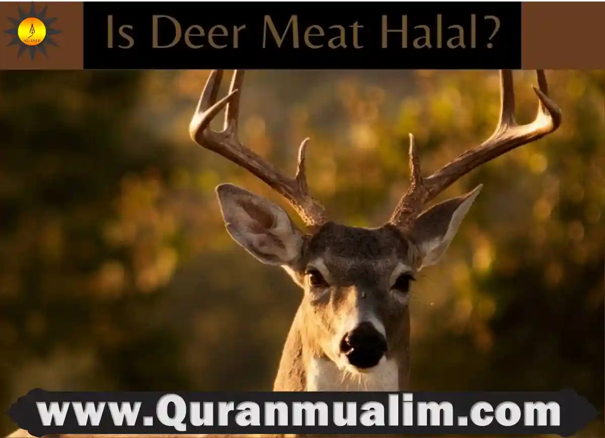 how is halal meat prepared, halal meat how is it prepared, how halal meat is prepared, what is halal meat and how is it prepared, halal food near me, halal food near me, halal meat near me, halal meaning, halal food meaning