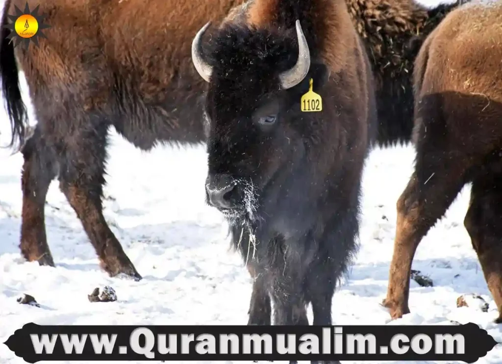 is bison halal, bison is halal, is bison halal to eat, is bison meat halal, halal store near me, is beef halal, is beef halal ,what is halal meat, halal meat market, halal meat market, halal meat market near me