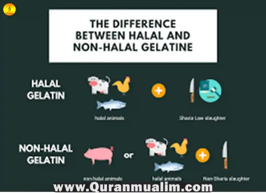 is jello halal, is jello pudding halal, is snack pack jello halal, is jell-o brand halal, is jello gelatin halal, does gelatin have pork, is gelatin halal, does jello have pork in it, is jello halal, does jello have pork, is jello made with pork