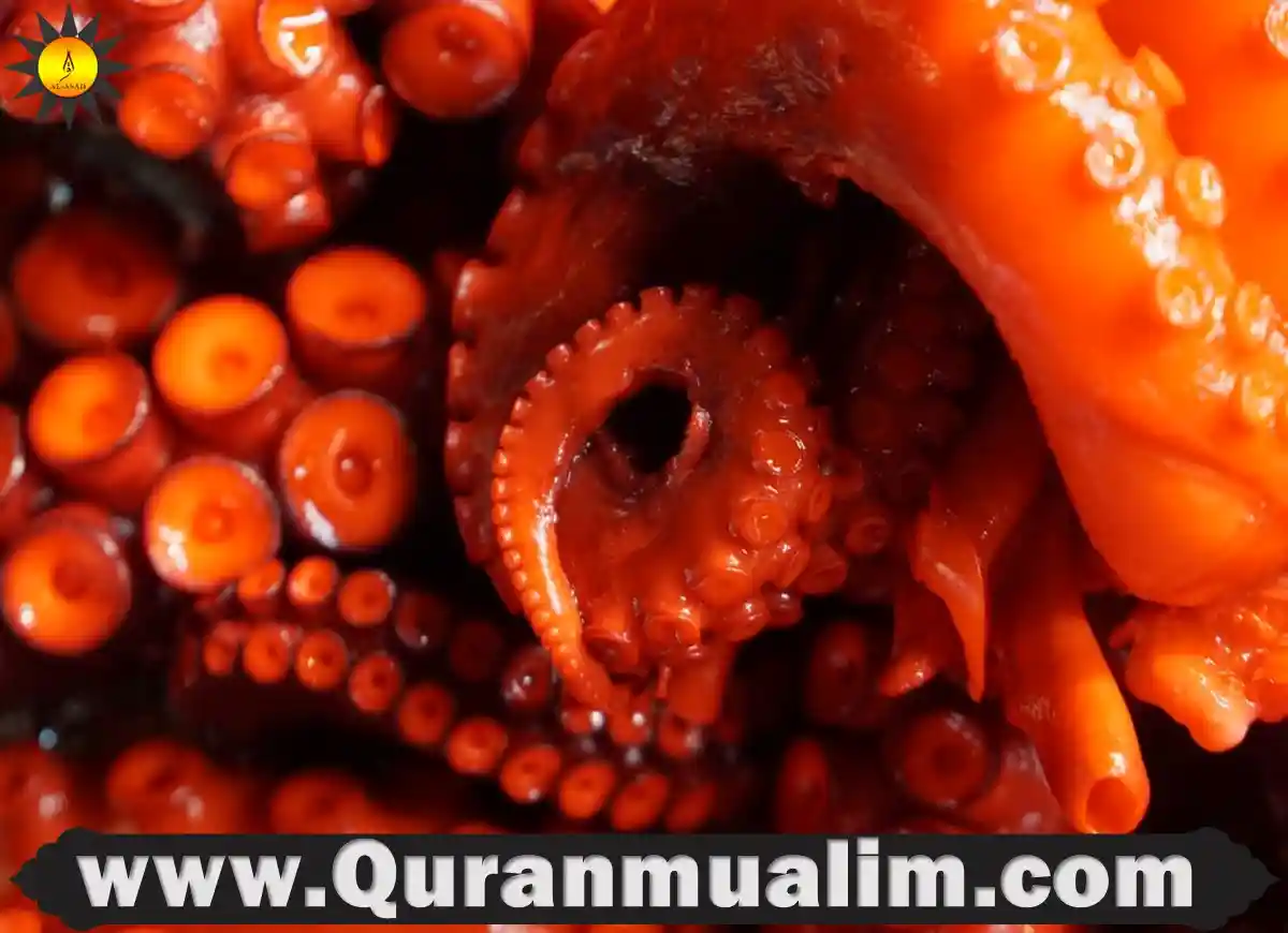 is-squid-halal-in-islam-quick-facts-2023-quran-mualim